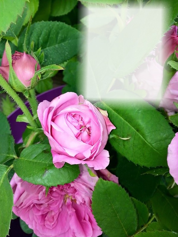 Les Roses Fotomontáž