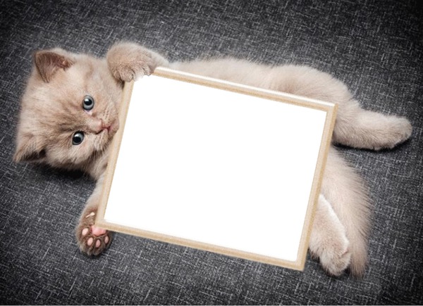 Kotě, rám Photo frame effect