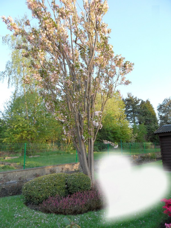 l'arbre en fleur Photo frame effect
