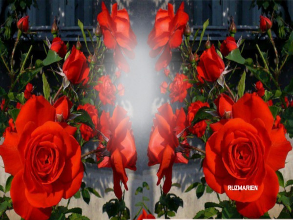 ROSAS PARA TI Photo frame effect