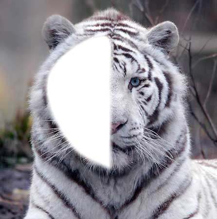 visage de tigre Fotomontaż