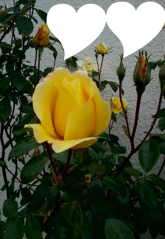 roses jaunes Fotomontaža