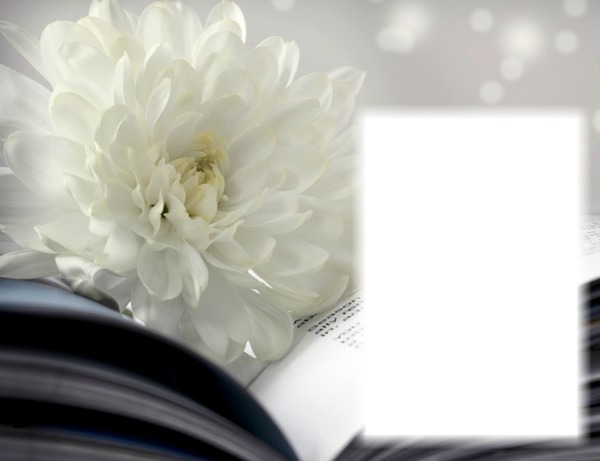 Fleur blanche - livre Фотомонтаж
