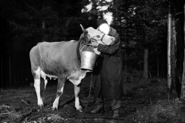 vache et prisonnier Фотомонтажа