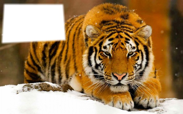 Tigre sur la neige Photo frame effect