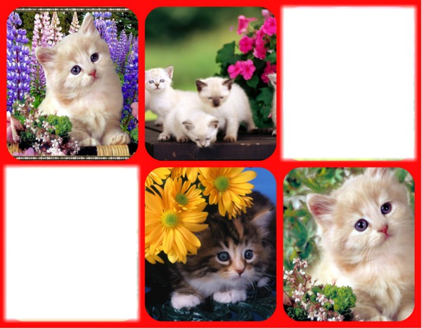 famille chatons Fotomontage