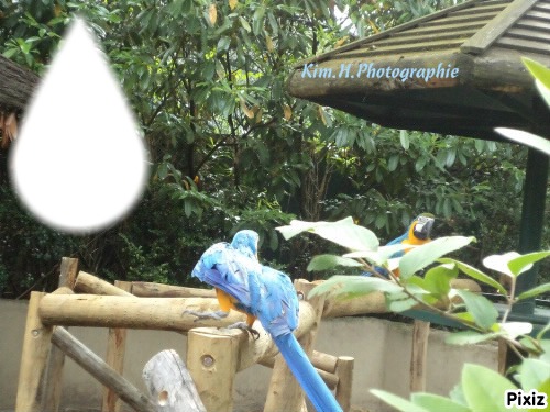 Les Perroquets bleus d'Amnéville Fotomontagem