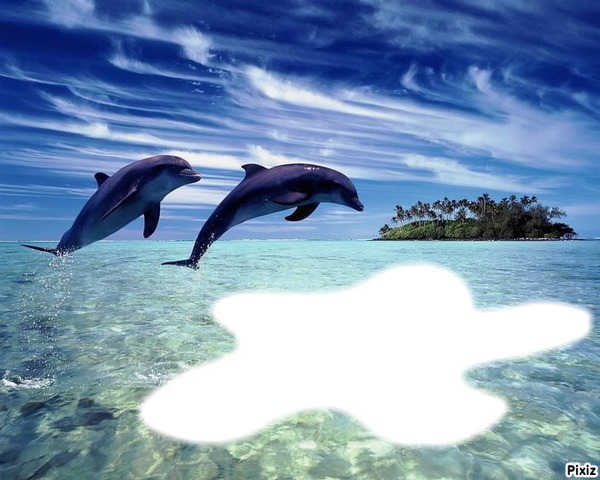 double dauphins Fotomontage