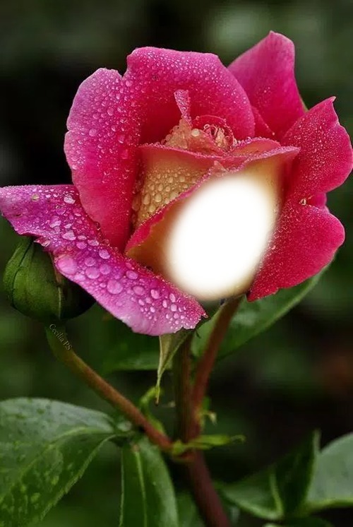 Cc Bellísima Rosa Fotomontage
