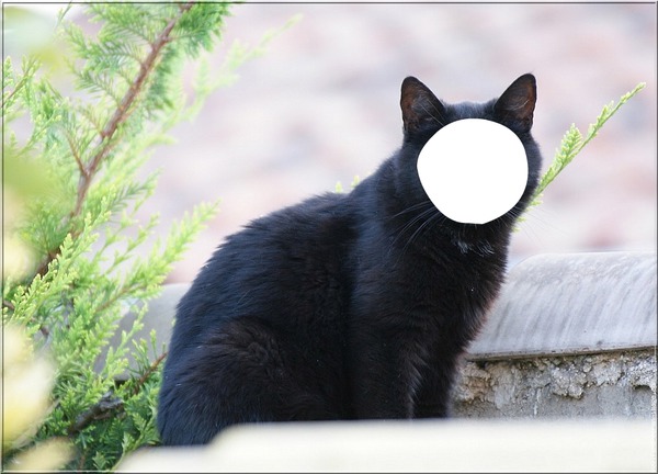 chat noir Montaje fotografico