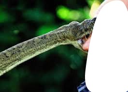 morsure de serpent Montaje fotografico