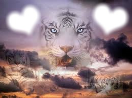 amour de tigre Photo frame effect