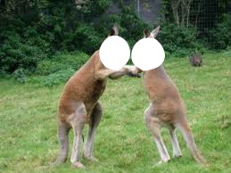 kangourous Photo frame effect