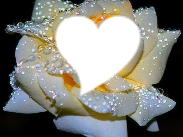 rose blanche coeur Fotomontasje