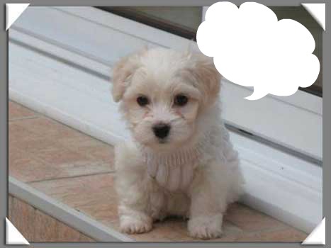 petit chien blanc Photomontage