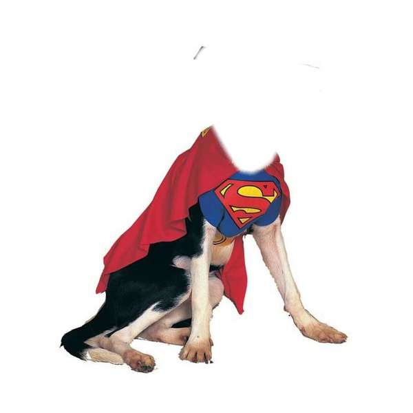 chien-super man Photomontage