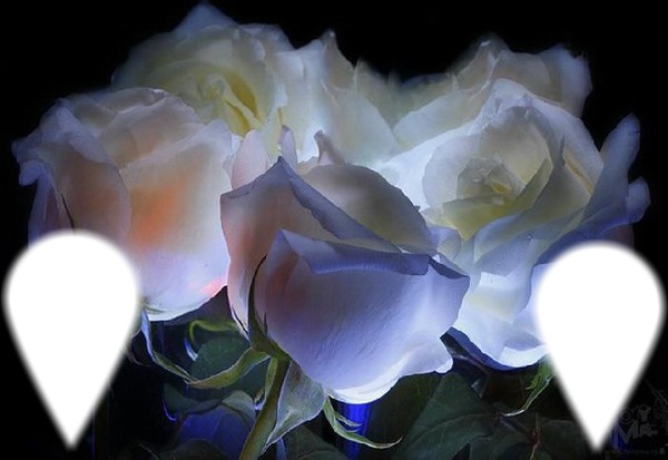 Rosas Blancas Montaje fotografico