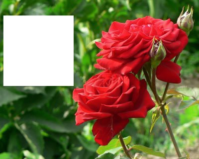 Rosas Rojas Fotomontagem