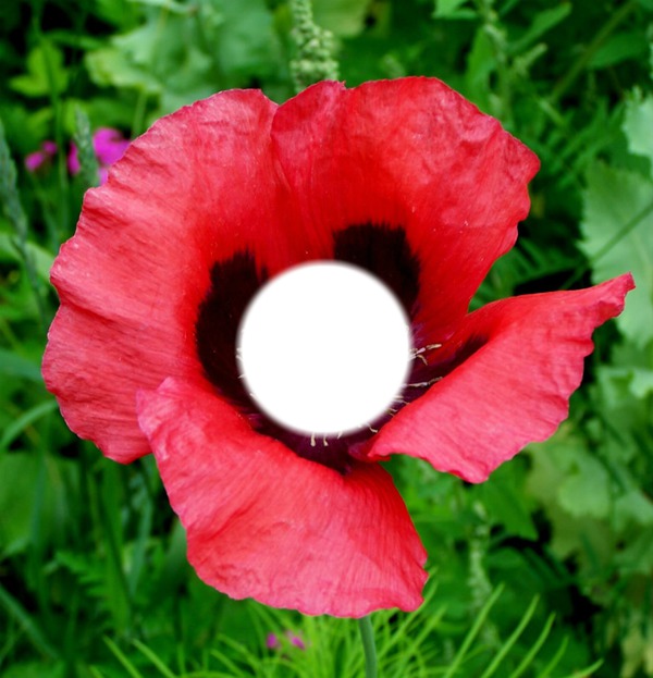 Pavot Flower Photo frame effect