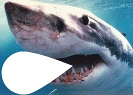 Tubarão da Barra-Ce Fotomontažas