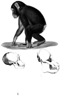 chimpance Φωτομοντάζ
