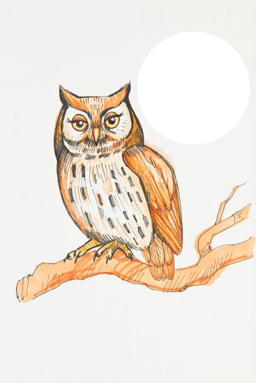 Owl Photomontage