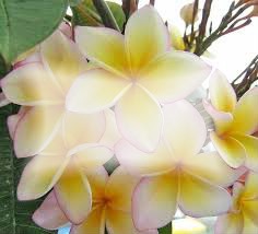 fleur jaunes de Tahiti ... Fotomontasje