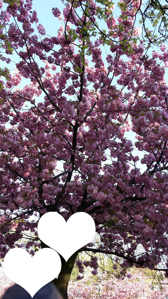 Cerisier en fleurs Fotomontasje