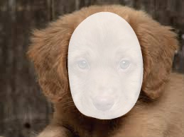 la cara de perro Photomontage