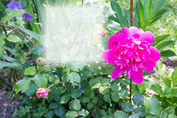 Cadre Fleurs & Roses Fotomontāža