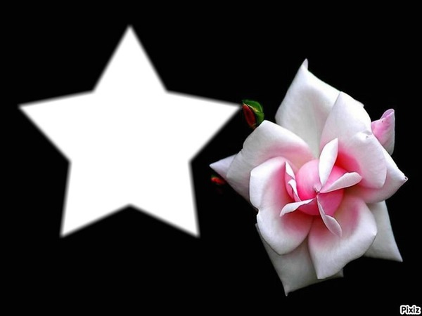 fleur rose étoile フォトモンタージュ