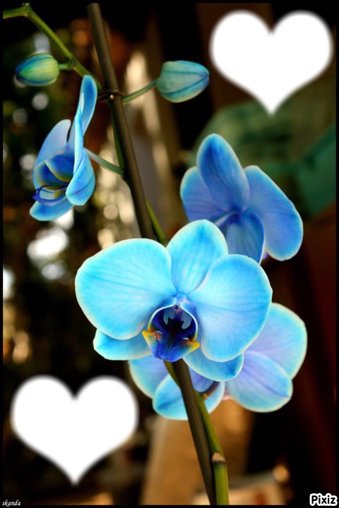 orchidée bleue Fotomontaža