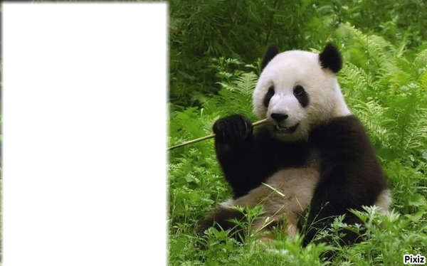 panda Montaje fotografico