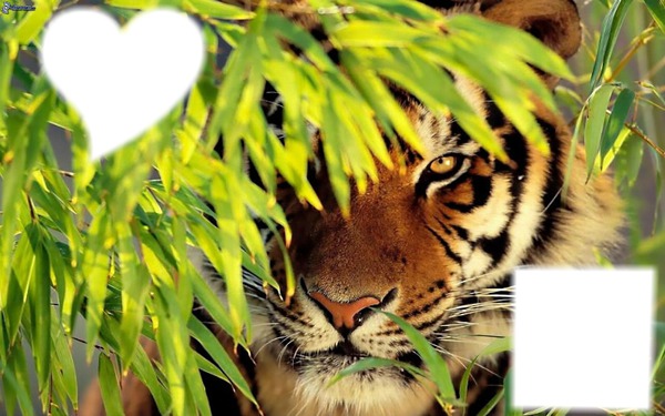 Tigres Fotomontage