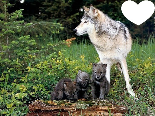Loup avec ses petits Fotomontāža