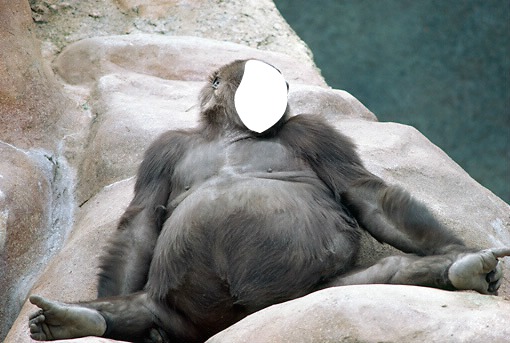 gorila Photomontage