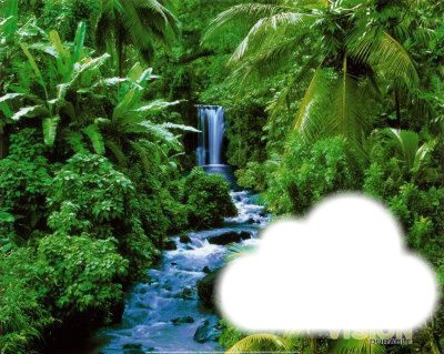 foret tropical Photo frame effect