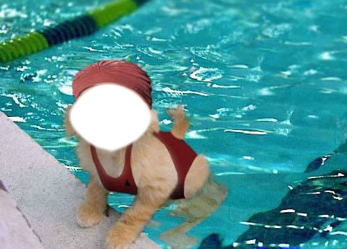 piscine Photomontage