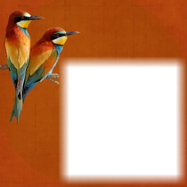 cadre oiseau Fotomontage