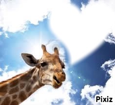 girafe Fotomontaggio
