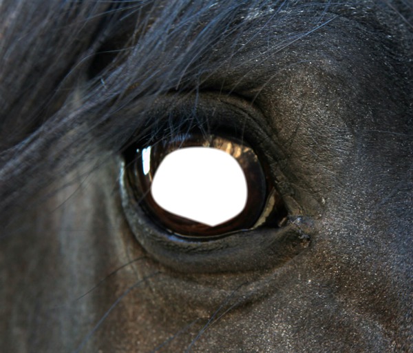 oeil de chevaux Photomontage