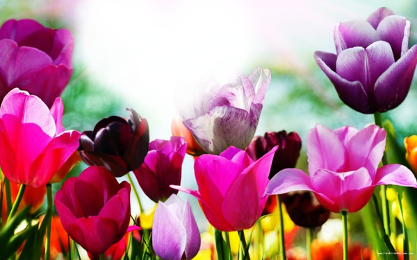 Tulipes 2 Fotomontage