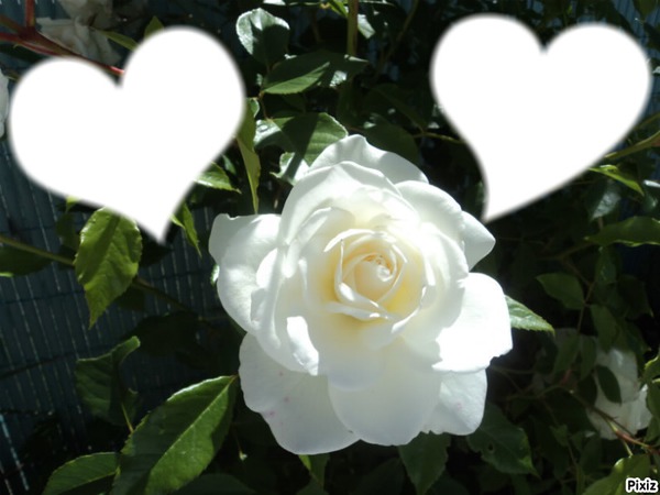 la rose blanche Photomontage