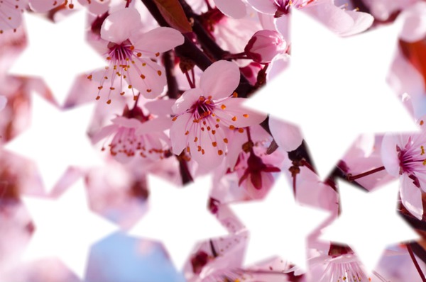 cerisier Fotomontaža
