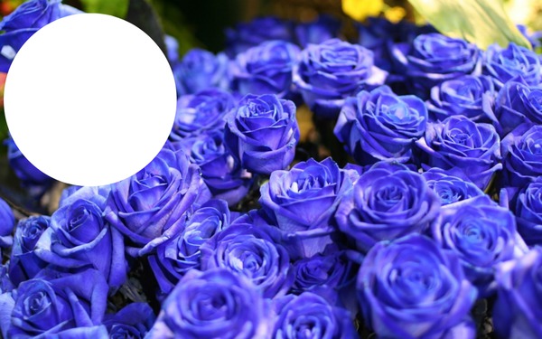 Bouquet de roses bleues Fotomontasje