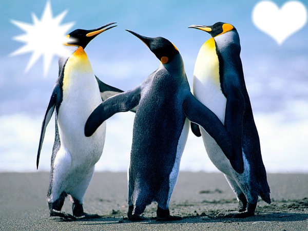 les pingoie Fotomontaža