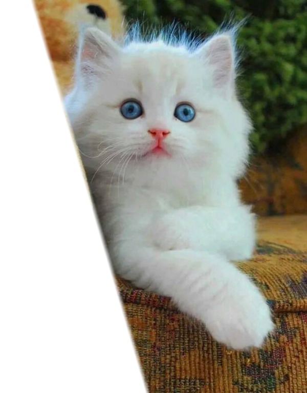chat blanc フォトモンタージュ