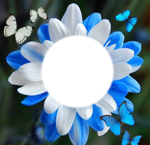 fleur bleue Montage photo