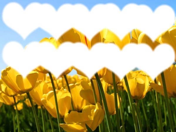 10 coeurs en tulipes Montage photo