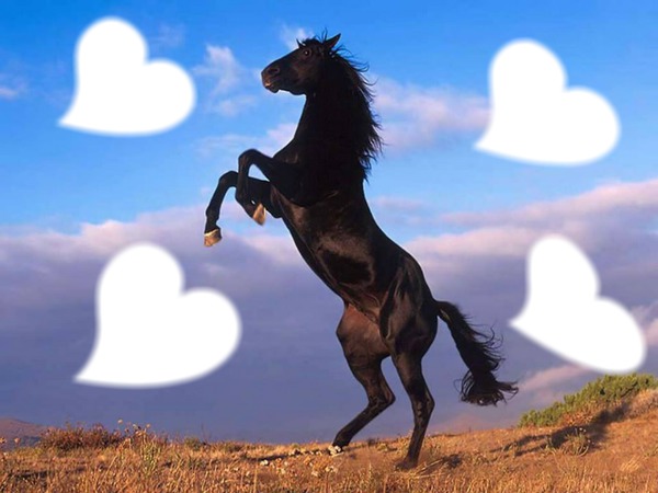 l'amour autour du cheval Photomontage